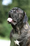 CANE CORSO 1013